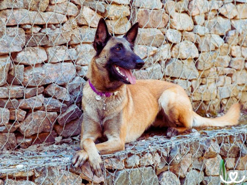 Plemeno-belgicky-ovcak-malinois (13)